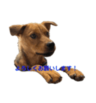 にぎやかな我が家の犬達（個別スタンプ：1）