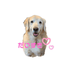 にぎやかな我が家の犬達（個別スタンプ：2）