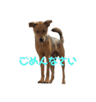 にぎやかな我が家の犬達（個別スタンプ：4）