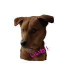にぎやかな我が家の犬達（個別スタンプ：6）