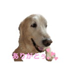 にぎやかな我が家の犬達（個別スタンプ：7）
