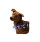 にぎやかな我が家の犬達（個別スタンプ：8）