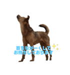 にぎやかな我が家の犬達（個別スタンプ：10）
