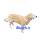 にぎやかな我が家の犬達（個別スタンプ：11）