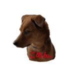 にぎやかな我が家の犬達（個別スタンプ：12）