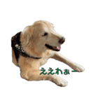 にぎやかな我が家の犬達（個別スタンプ：13）
