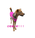 にぎやかな我が家の犬達（個別スタンプ：15）