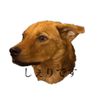 にぎやかな我が家の犬達（個別スタンプ：16）