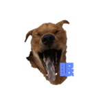 にぎやかな我が家の犬達（個別スタンプ：18）
