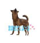 にぎやかな我が家の犬達（個別スタンプ：19）