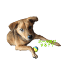 にぎやかな我が家の犬達（個別スタンプ：20）