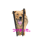 にぎやかな我が家の犬達（個別スタンプ：21）