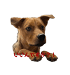 にぎやかな我が家の犬達（個別スタンプ：24）