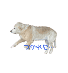 にぎやかな我が家の犬達（個別スタンプ：26）