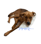 にぎやかな我が家の犬達（個別スタンプ：27）