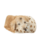 にぎやかな我が家の犬達（個別スタンプ：28）