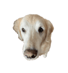 にぎやかな我が家の犬達（個別スタンプ：29）