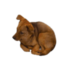 にぎやかな我が家の犬達（個別スタンプ：30）
