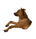 にぎやかな我が家の犬達（個別スタンプ：32）
