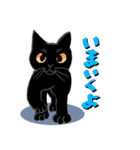 うちの白黒猫と黒猫（個別スタンプ：10）