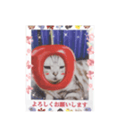 にゃん★ドルにゃ（個別スタンプ：5）