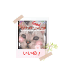 にゃん★ドルにゃ（個別スタンプ：6）