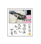 ♡どるちん♡（個別スタンプ：3）