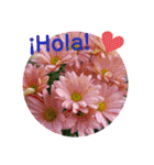スペイン語で花のあいさつ（個別スタンプ：1）