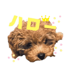 花専（個別スタンプ：2）