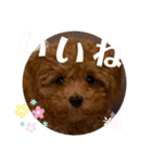 花専（個別スタンプ：10）