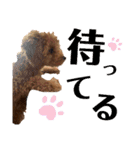 花専（個別スタンプ：14）