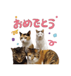 うちの猫ら スタンプ2（個別スタンプ：31）