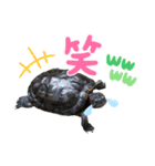 うちの子シリーズ『亀のジョーくん』（個別スタンプ：3）