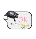 うちの子シリーズ『亀のジョーくん』（個別スタンプ：7）