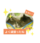 ネコの居る日常（個別スタンプ：14）