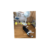 チャッピー13（個別スタンプ：1）
