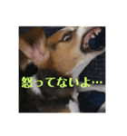チャッピー13（個別スタンプ：4）