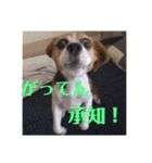 チャッピー13（個別スタンプ：5）