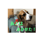 チャッピー13（個別スタンプ：6）