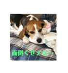 チャッピー13（個別スタンプ：8）