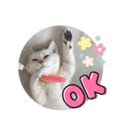 ハロー！こちらMARUです。（個別スタンプ：1）