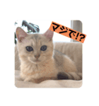 ハロー！こちらMARUです。（個別スタンプ：5）