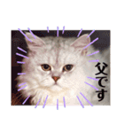 ハロー！こちらMARUです。（個別スタンプ：11）