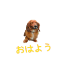 ダックスフンド日常stamp（個別スタンプ：1）