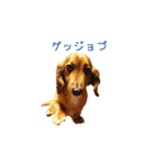 ダックスフンド日常stamp（個別スタンプ：6）