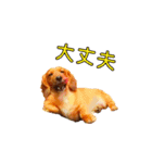 ダックスフンド日常stamp（個別スタンプ：7）