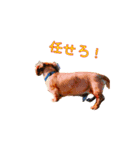 ダックスフンド日常stamp（個別スタンプ：8）