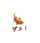 ダックスフンド日常stamp（個別スタンプ：12）