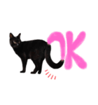 表情豊かな黒猫びびちゃんスタンプ2（個別スタンプ：5）
