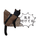 表情豊かな黒猫びびちゃんスタンプ2（個別スタンプ：8）